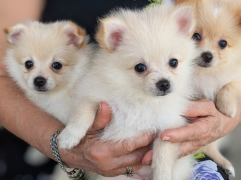 3 pomerania cachorras pomeranian puppies