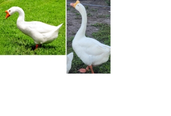 Pareja de gansos blancos en postura....