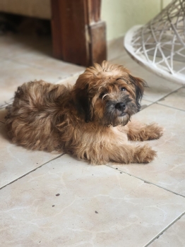 Tres cariñosos y hermosos peluditos