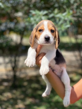 Beagle.  macho
