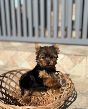 Yorkie ambos sexos