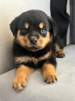 Oferta cachorro rottwailer macho con su vacuna al dia en santo domingo