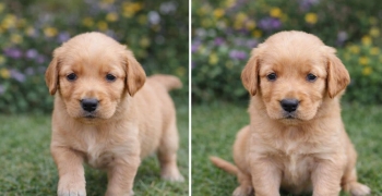 Oferta cachorro golden retriever ambos sexo en santo domingo vacunados
