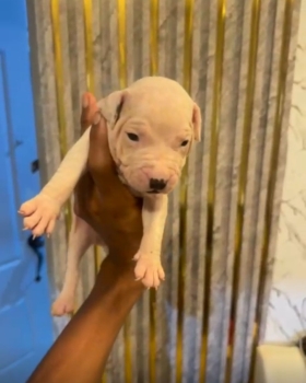 Oferta cachorro pitbull macho en santo domingo y vacuna al dia