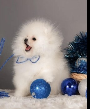 Cachorros pomerania