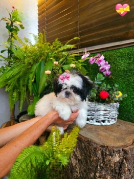Oferta cachorro shih tzu hembra en santo domingo y vacunados