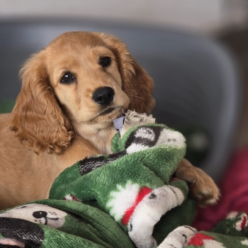 Oferta cachorro cocker spaniel hembra se entrega con todo al dia