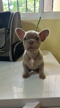 Bulldog francés