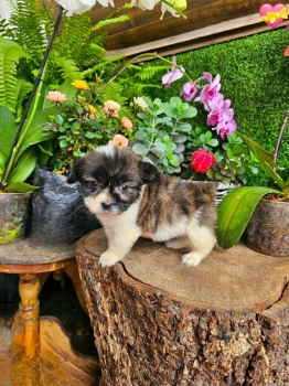 Oferta cachorro mix shih tzu y mariposa ambos sexo en santo domingo