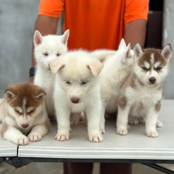 Oferta cachorro husky ambos sexo en santo domingo y vacuna al dia