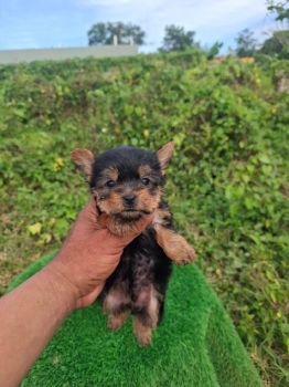 Oferta cachorro yorkie ambos sexo ubicada en santo domingo y vacuna al