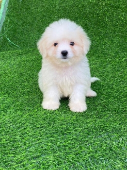 Oferta cachorro maltipoo macho en santo domingo y vacuna al dia
