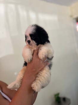 Oferta cachorro shipoo macho en santo domingo y vacuna al dia