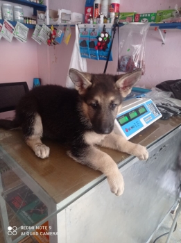 Oferta cachorro pastor aleman ambos sexo en santo domingo y vacuna al