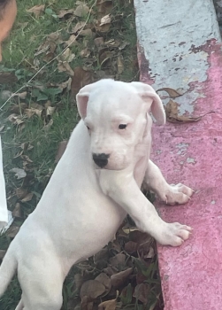 Oferta cachorro dogo argentino ambos sexo en santo domingo y vacuna al
