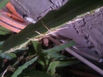 Vendo plantas de pitahayas  en san cristóbal