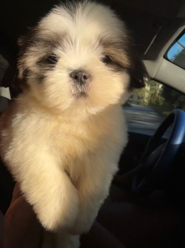 Oferta cachorro shih tzu macho en santo domingo y vacunados