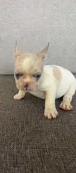 Oferta cachorro bulldog frances hembra en santo domingo y vacuna al di
