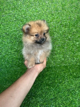 Oferta cachorro pomerania hembra en santo domingo y vacunada