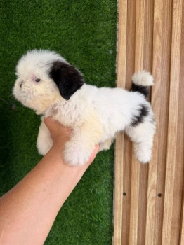 Oferta cachorro shih tzu macho en santo domingo y vacunados