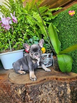 Oferta cachorro bulldog frances hembra en santo domingo y vacuna al di