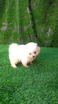 Oferta cachorro pomerania macho en santo domingo y vacunada