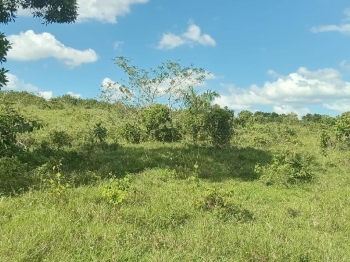Finca de 370 tareas con vocación ganadera y agrícola en sabana grande
