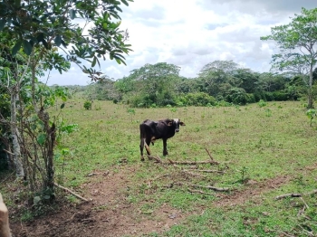 Finca de 294 tareas con vocación agrícola y ganadera en hacienda estre