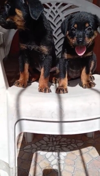 Oferta cachorro rottwailer ambo sexo con su vacuna al dia en santo dom