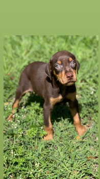 Oferta cachorro doberman macho en la vega  y tiene su vacunas al dia