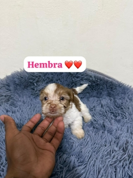 Oferta cachorro shipoo ambos sexo en santo domingo y vacuna al dia