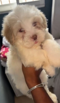 Oferta cachorro maltipoo hembra  en santo domingo y vacuna al dia