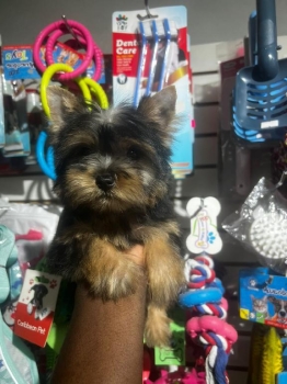 Oferta cachorro yorkie hembra en santo domingo y vacuna al dia