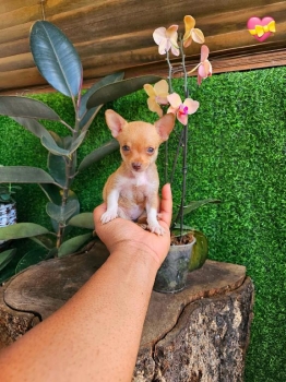 Oferta cachorro chihuahua toy hembra en santo domingo y vacuna al dia