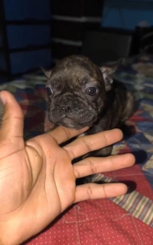 Oferta cachorro bulldog frances hembra en santo domingo y vacuna al di