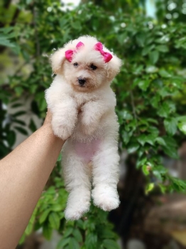 Poodle toy ambos sexos