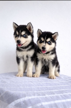 Husky siberiano ambos sexos