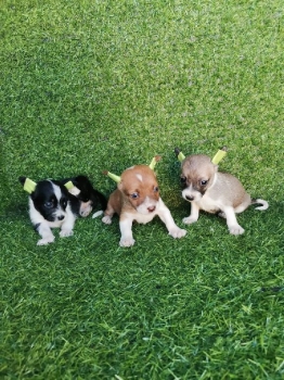 Chihuahua ambos sexos
