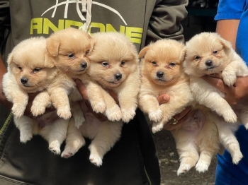 Mix pomerania ambos sexos