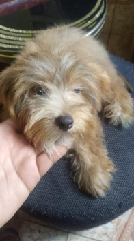 Vendo hermosa perrita raza yorkshire terrier