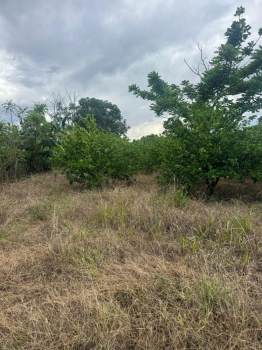 Finca de 28 tareas sembradas de limón en monte plata