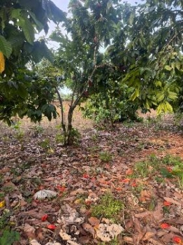 Finca de 11 tareas sembradas de cacao en monte plata