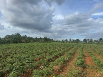 Finca de 55 tareas agrícola ideal para casa campestre en monte plata