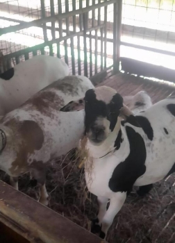 Encate de ovino de pura raza a la venta