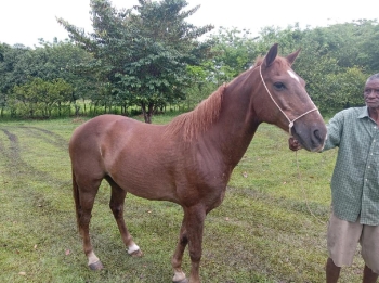 Caballo 1/4 de milla castrado apto para trabajar con ganado