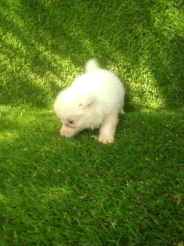 Cachorrito macho