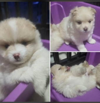 Cachorros pomerania machos en santo domingo dn