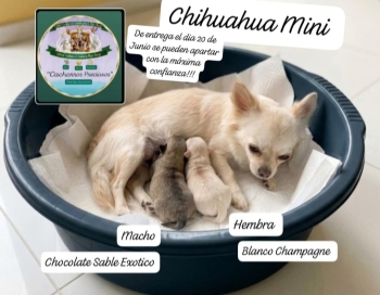 Chihuahua mini