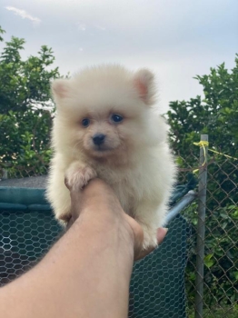 Pomerania ambos sexos