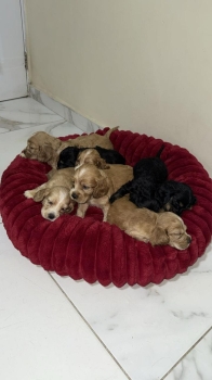 Cooker spaniel ambos sexos
